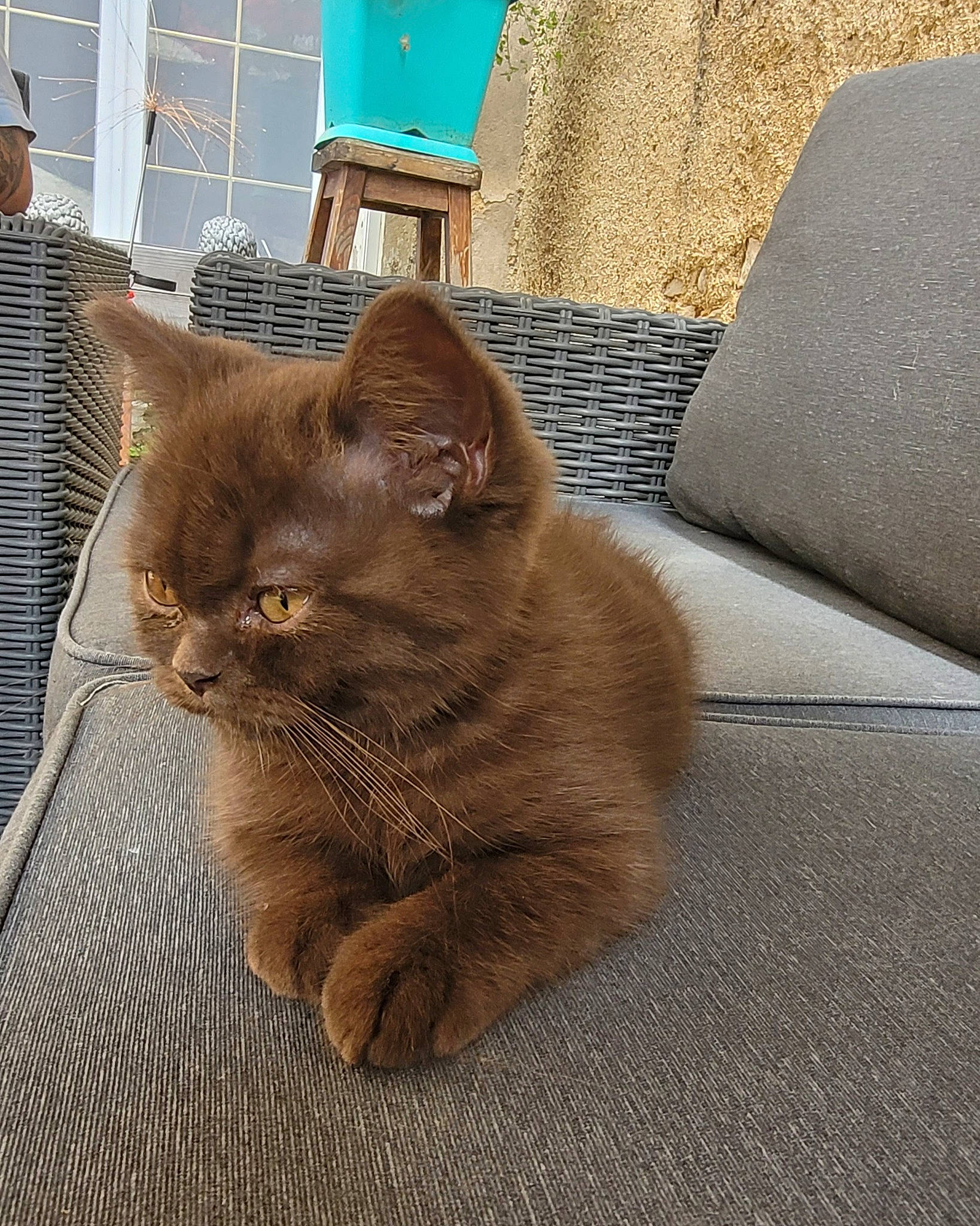 Uzo participe au concours pour gagner de l'argent avec cette photo : carnivore, cat, chartreux, claw, comfort, couch, domestic_short_haired_cat, fawn, felidae, flooring, fur, hardwood, road_surface, sitting, small_to_medium_sized_cats, tail, terrestrial_animal, whiskers, window, wood