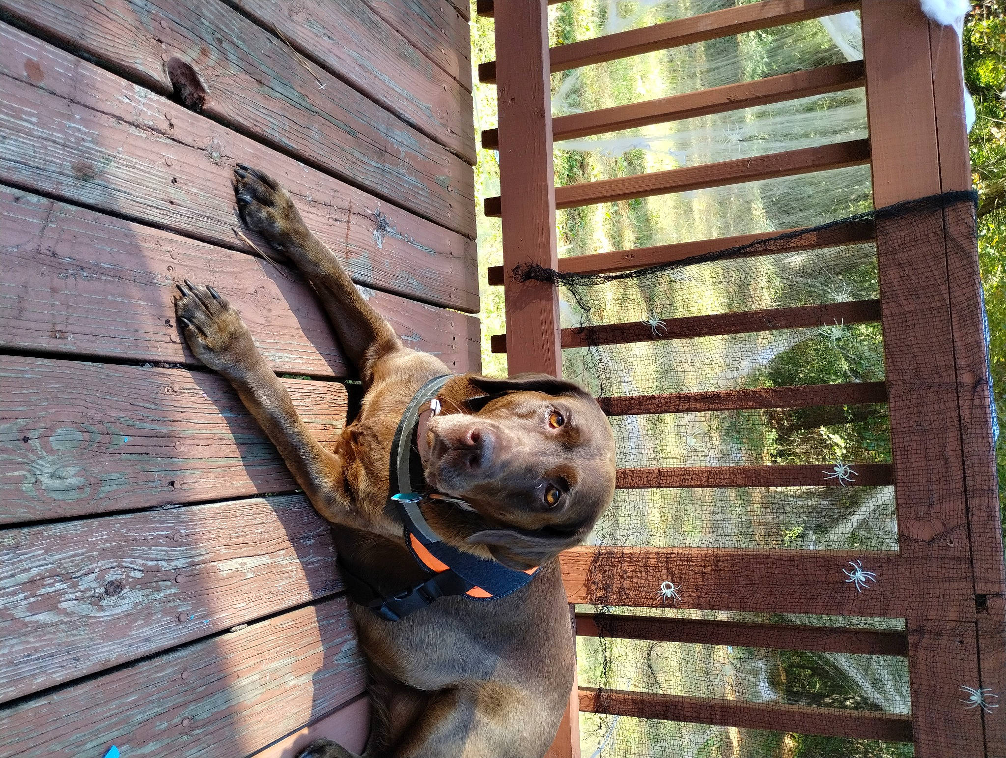 Remington joined the competition — help win amazing prizes! carnivore, dog, dog_breed, fawn, guard_dog, hardwood, lumber, metal, natural_material, plank, snout, sporting_group, tail, terrestrial_animal, tree, wildlife, wood, wood_stain, working_animal