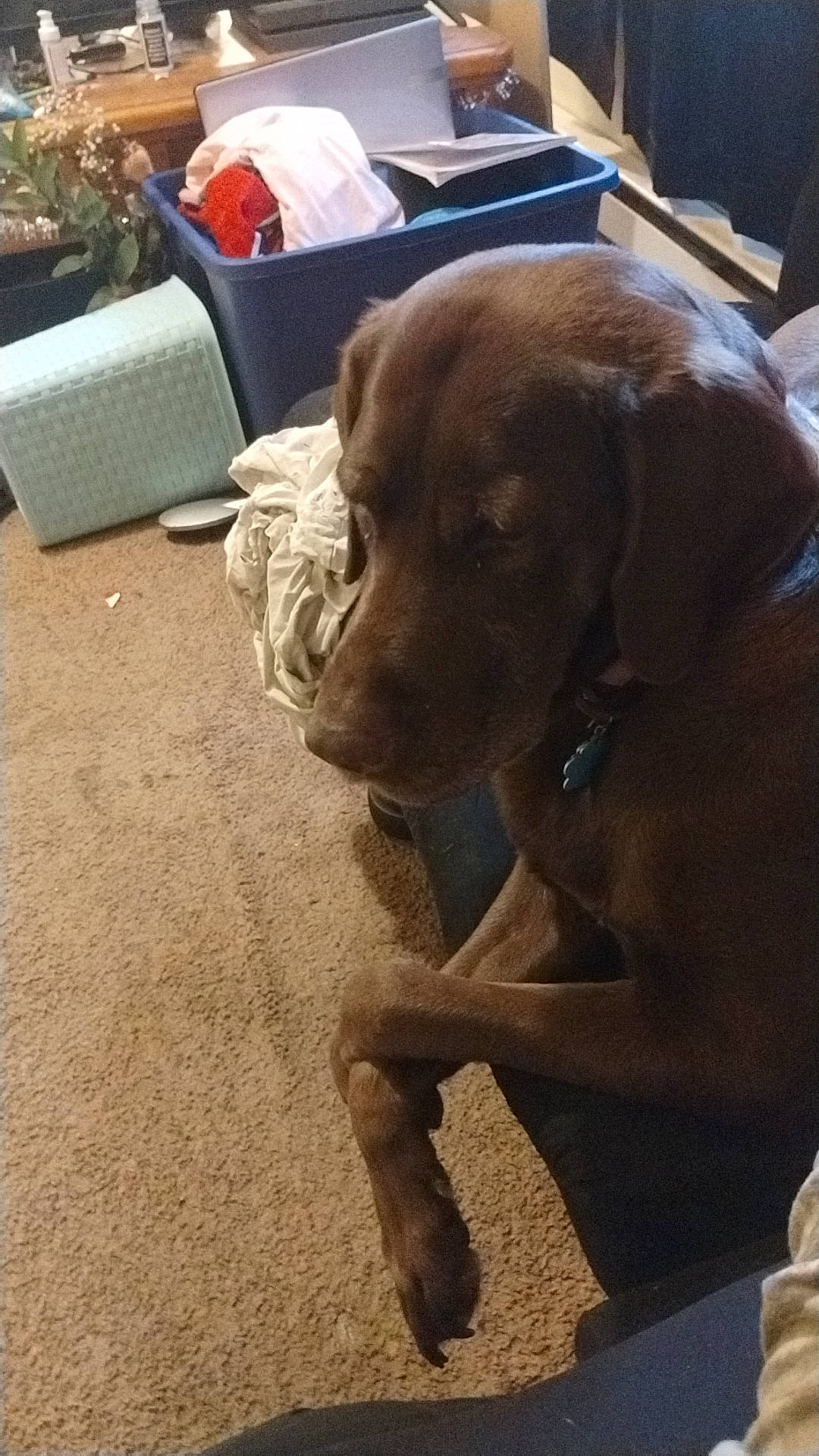 Remington is registered to the contest to win money with this photo: carnivore, chair, collar, companion_dog, dog, dog_breed, dog_collar, fawn, flooring, fur, gun_dog, liver, pet_supply, plant, pointing_breed, retriever, snout, weimaraner, whiskers, working_animal