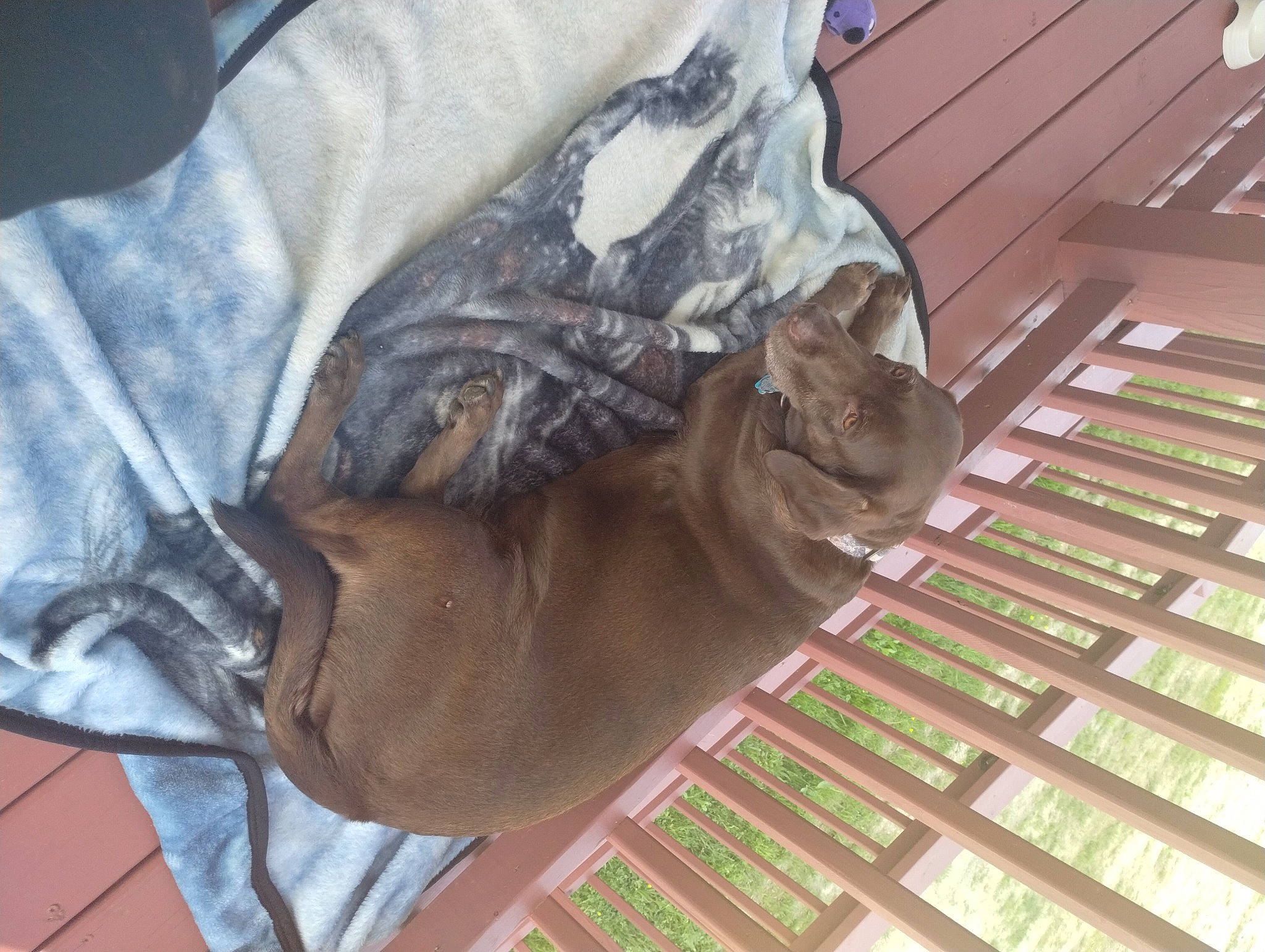 Remington joined the competition — help win amazing prizes! bag, canidae, carnivore, cat, comfort, dog_breed, domestic_short_haired_cat, fawn, felidae, fur, human_leg, liver, mammal, nap, small_to_medium_sized_cats, sporting_group, tail, terrestrial_animal, whiskers, wood