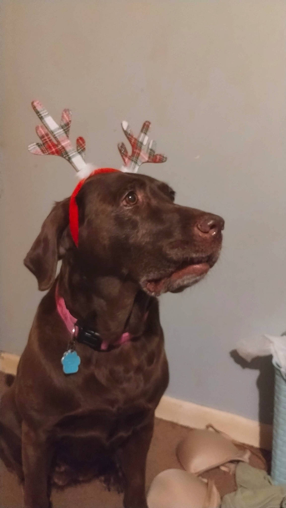 Remington is registered to the contest to win money with this photo: art, canidae, carnivore, collar, companion_dog, dog, dog_breed, dog_collar, dog_supply, fashion_accessory, fawn, fur, gun_dog, leash, liver, pet_supply, snout, sporting_group, whiskers, working_animal