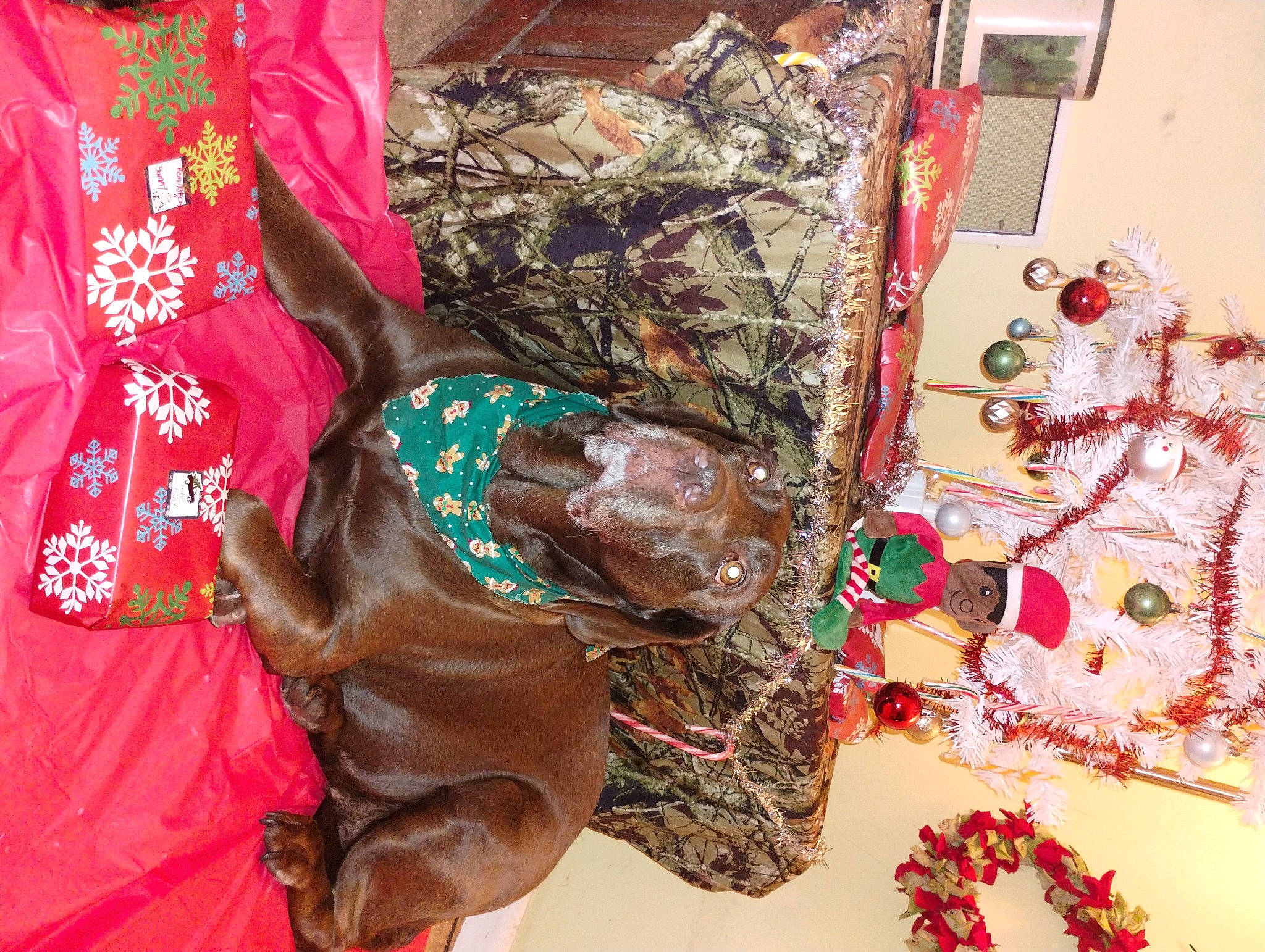 Remington is registered to the contest to win money with this photo: companion_dog, dog_breed, event, fashion_accessory, fashion_design, fur, linens, liver, magenta, pattern, room, silk, sleeve, sporting_group, textile, thread, tradition, visual_arts, wood, working_animal