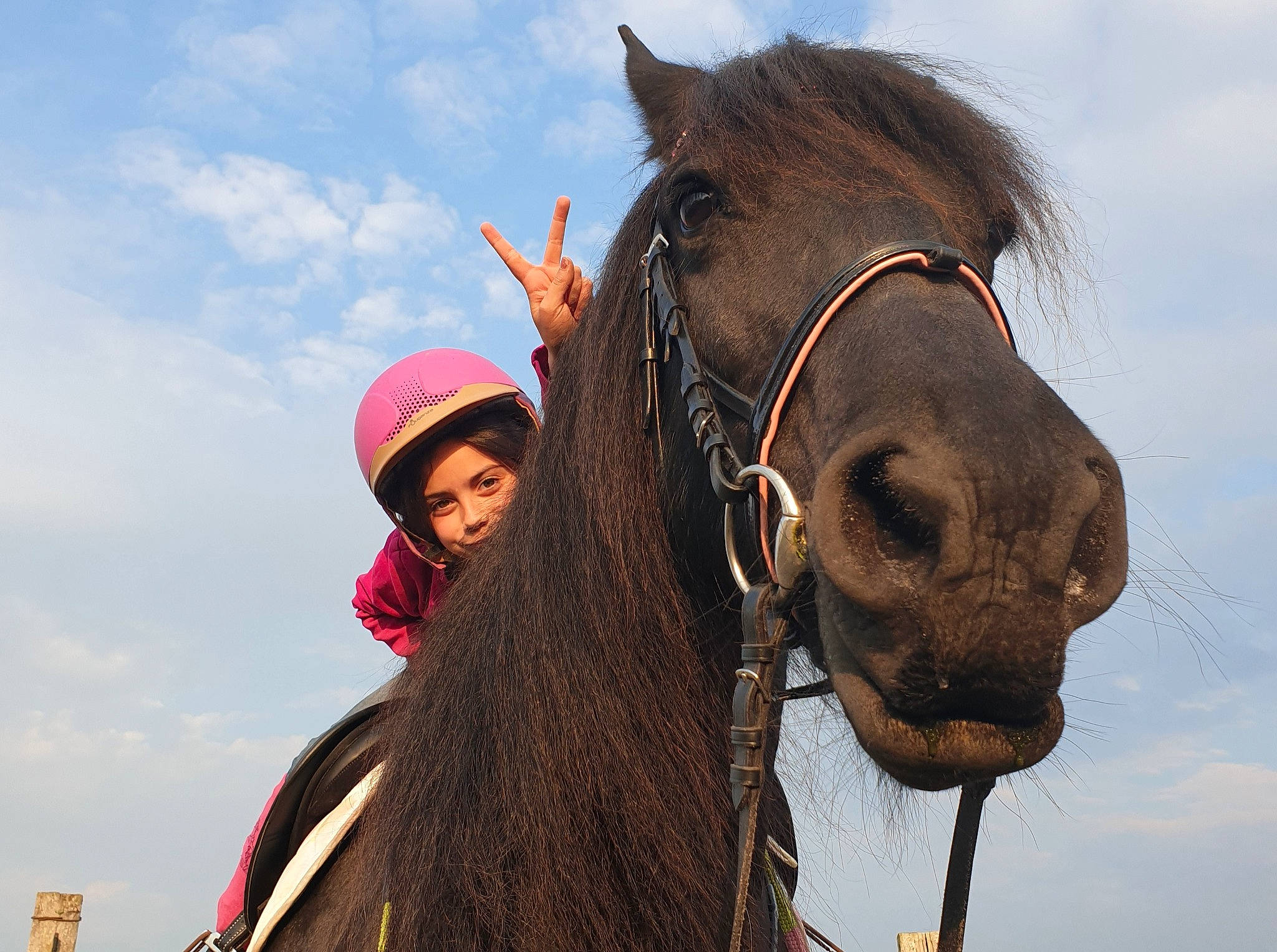Nelly a rejoint le concours — aidez-le/la à gagner de superbes lots ! bit, bridle, camel, halter, horse, horse_harness, horse_supplies, horse_tack, livestock, mammal, mane, mare, organism, pack_animal, rein, smile, snout, stallion, vertebrate, working_animal