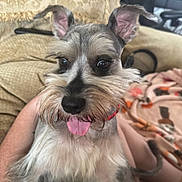 Luigi joined the competition — help win amazing prizes! animal, beard, blanket, closeup, companion, couch, cute, dog, ears, eyes, face, fluffy, furniture, happy, home, indoor, pet, schnauzer, sitting, tongue_out