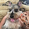 animal, beard, blanket, closeup, companion, couch, cute, dog, ears, eyes, face, fluffy, furniture, happy, home, indoor, pet, schnauzer, sitting, tongue_out