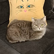 Lola participe au concours pour gagner de l'argent avec cette photo : animal, cartoon_face, cat, couch, cozy, decor, domestic, eyes, feline, fur, gray_cat, home, illustration, indoor, pet, pillow, relaxing, seated, whiskers, yellow_pillow