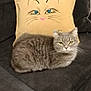 animal, cartoon_face, cat, couch, cozy, decor, domestic, eyes, feline, fur, gray_cat, home, illustration, indoor, pet, pillow, relaxing, seated, whiskers, yellow_pillow