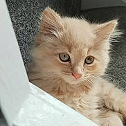 Simba joined the competition — help win amazing prizes! kitten, cat, fluffy, cream_color, pet, animal, cute, whiskers, ears, nose, paw, fur, indoors, resting, close_up, curious, young, small, soft, window