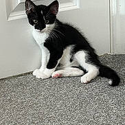 Oreo joined the competition — help win amazing prizes! kitten, cat, black_and_white, pet, indoor, carpet, door, feline, animal, young, whiskers, ears, paws, tail, curious, sitting, cute, domestic, fur, alert