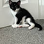 kitten, cat, black_and_white, pet, indoor, carpet, door, feline, animal, young, whiskers, ears, paws, tail, curious, sitting, cute, domestic, fur, alert