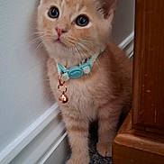 Gizmo joined the competition — help win amazing prizes! kitten, cat, orange_cat, pet, collar, bell, indoor, carpet, feline, cute, young_cat, wall, wooden_furniture, curious, small, animal, domestic_cat, fur, whiskers, ears