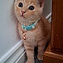 kitten, cat, orange_cat, pet, collar, bell, indoor, carpet, feline, cute, young_cat, wall, wooden_furniture, curious, small, animal, domestic_cat, fur, whiskers, ears