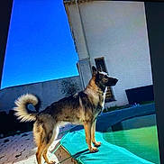 Hof Michéle a rejoint le concours — aidez-le/la à gagner de superbes lots ! animal, architecture, building, canine, dog, flagstone, germanshepherd, husky, outdoors, path, pet, pool, puppy, shelter, slate, summer, swimmingpool, walkway, water, window