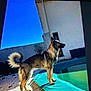 animal, architecture, building, canine, dog, flagstone, germanshepherd, husky, outdoors, path, pet, pool, puppy, shelter, slate, summer, swimmingpool, walkway, water, window
