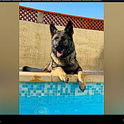 Mia a rejoint le concours — aidez-le/la à gagner de superbes lots ! dog, german_shepherd, pool, water, outdoor, sunny, wall, fence, tongue_out, relaxed, animal, pet, summer, daylight, muzzle, ears, paw, tiling, blue, beige