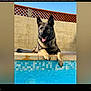 dog, german_shepherd, pool, water, outdoor, sunny, wall, fence, tongue_out, relaxed, animal, pet, summer, daylight, muzzle, ears, paw, tiling, blue, beige