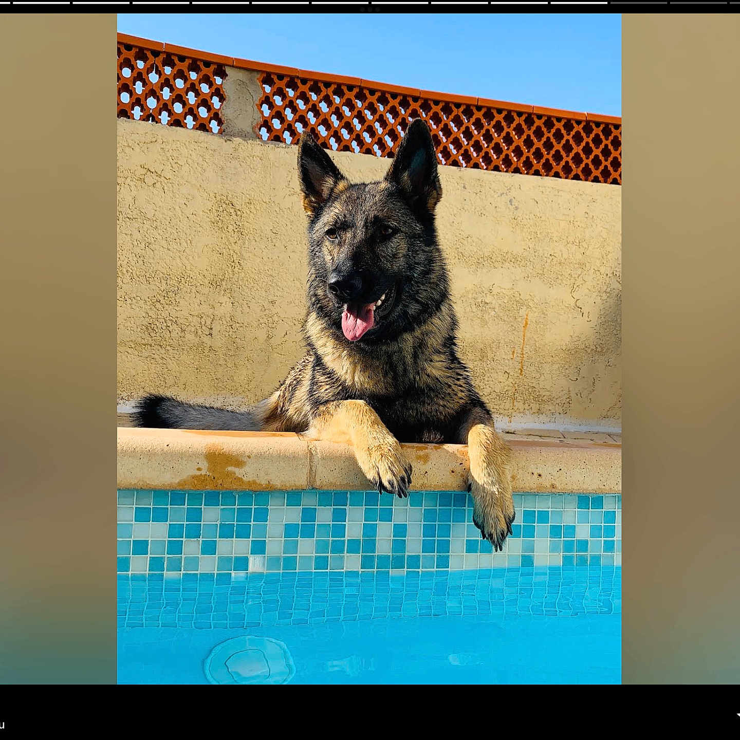 Mia a rejoint le concours — aidez-le/la à gagner de superbes lots ! animal, beige, blue, daylight, dog, ears, fence, german_shepherd, muzzle, outdoor, paw, pet, pool, relaxed, summer, sunny, tiling, tongue_out, wall, water