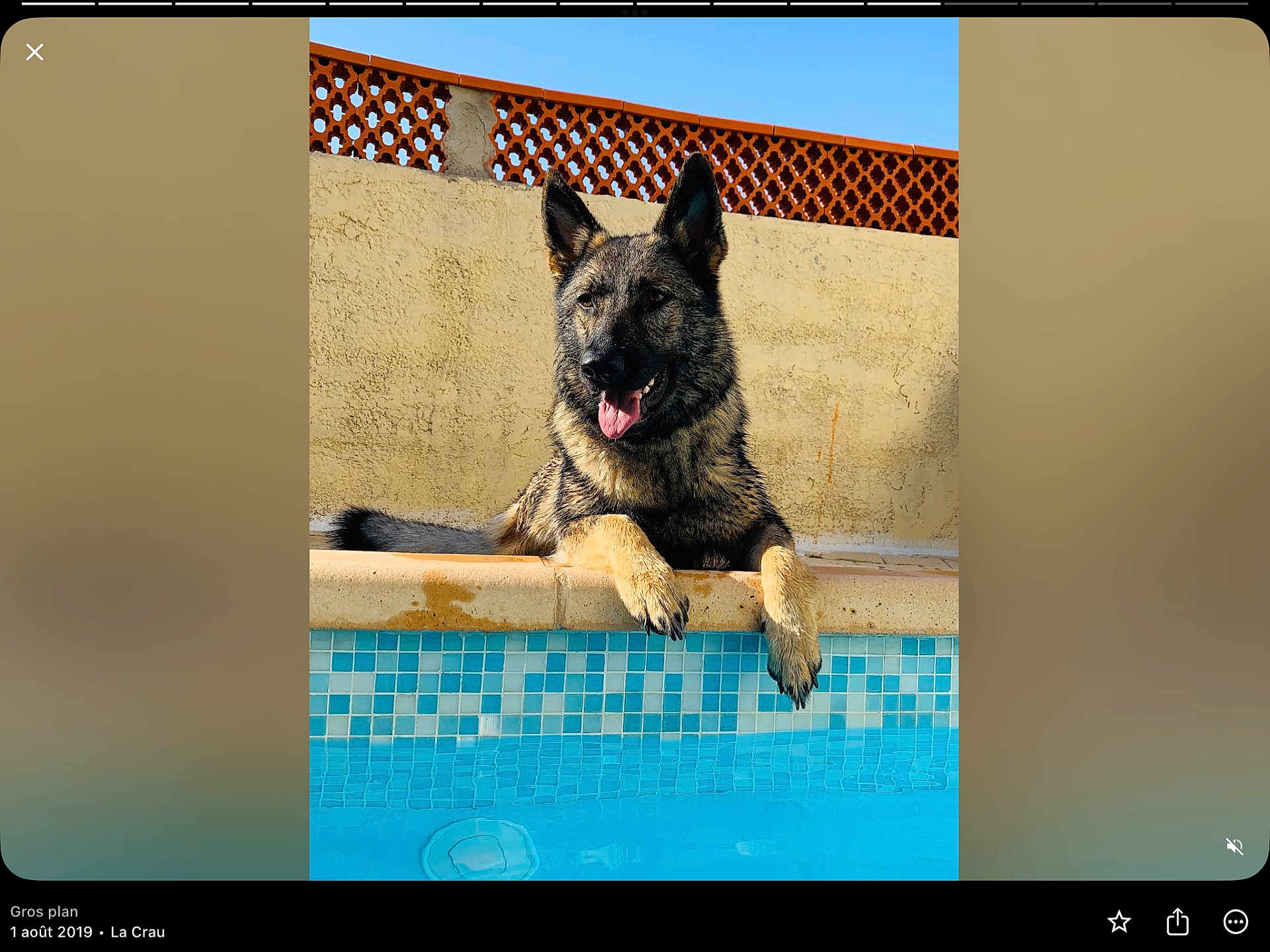 Mia a rejoint le concours — aidez-le/la à gagner de superbes lots ! dog, german_shepherd, pool, water, outdoor, sunny, wall, fence, tongue_out, relaxed, animal, pet, summer, daylight, muzzle, ears, paw, tiling, blue, beige