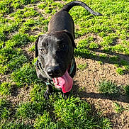 Caine joined the competition — help win amazing prizes! animal, black_dog, canine, closeup, collar, daylight, dog, ears, fur, grass, happy, looking_up, mammal, nature, outdoor, pet, playful, shadow, sunlight, tongue_out
