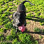 animal, black_dog, canine, closeup, collar, daylight, dog, ears, fur, grass, happy, looking_up, mammal, nature, outdoor, pet, playful, shadow, sunlight, tongue_out