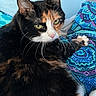 Nymeria joined the competition — help win amazing prizes! cat, calico_cat, feline, pet, animal, portrait, close_up, face, eyes, whiskers, ears, fur, black_fur, orange_fur, white_fur, lying_down, blanket, bedroom, colorful, indoors