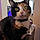 Nymeria