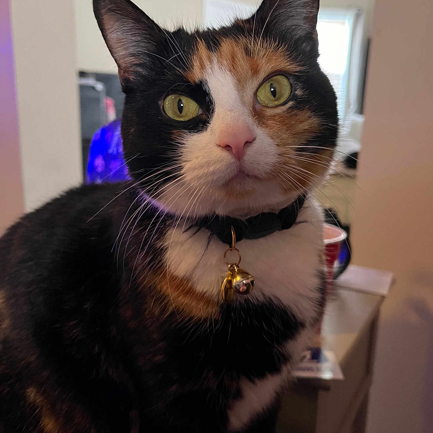 Nymeria