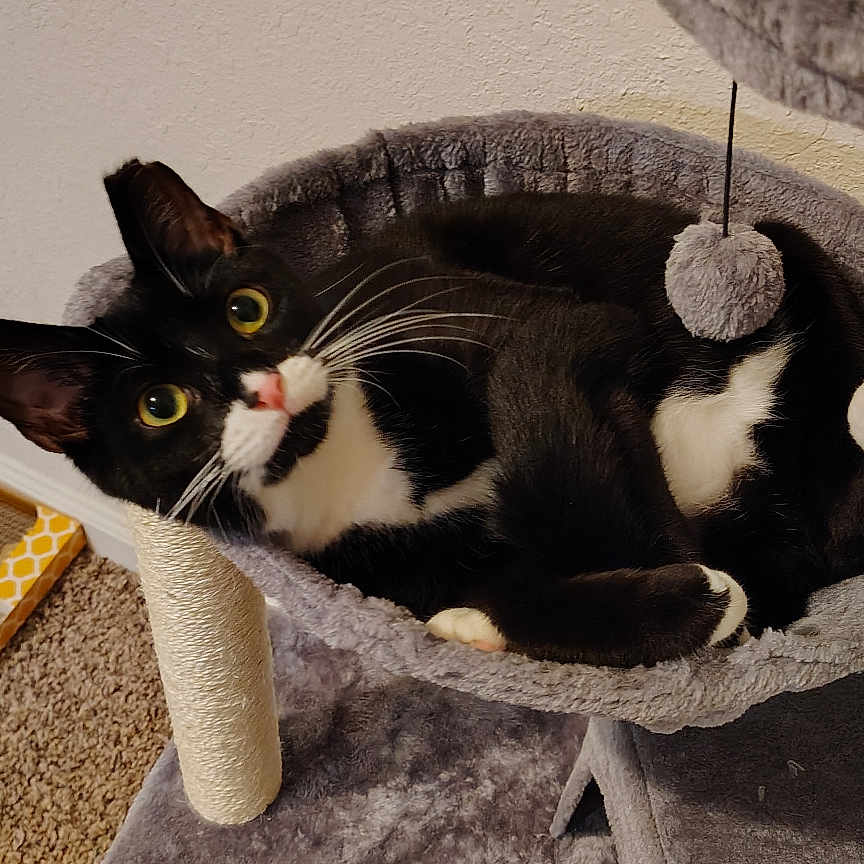 Lobo is registered to the contest to win money with this photo: animal, black_and_white, carpet, cat, cat_tree, cozy, ears, eyes, feline, fur, indoor, nose, paw, pet, playful, relaxed, scratching_post, toy, tuxedo_cat, whiskers