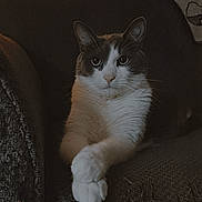 Kylo is registered to the contest to win money with this photo: animal, blanket, cat, couch, cozy, crossed_paws, feline, gray_fur, home, indoor, looking, moody_light, pet, portrait, relaxed, sitting, sofa, texture, vintage_style, white_paws