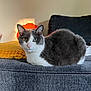 blanket, cat, couch, cozy, domestic_cat, ears, fur, furniture, gray_cat, green_eyes, household, indoor, lamp, orange_lamp, pet, relaxed, resting, sitting, whiskers, white_cat