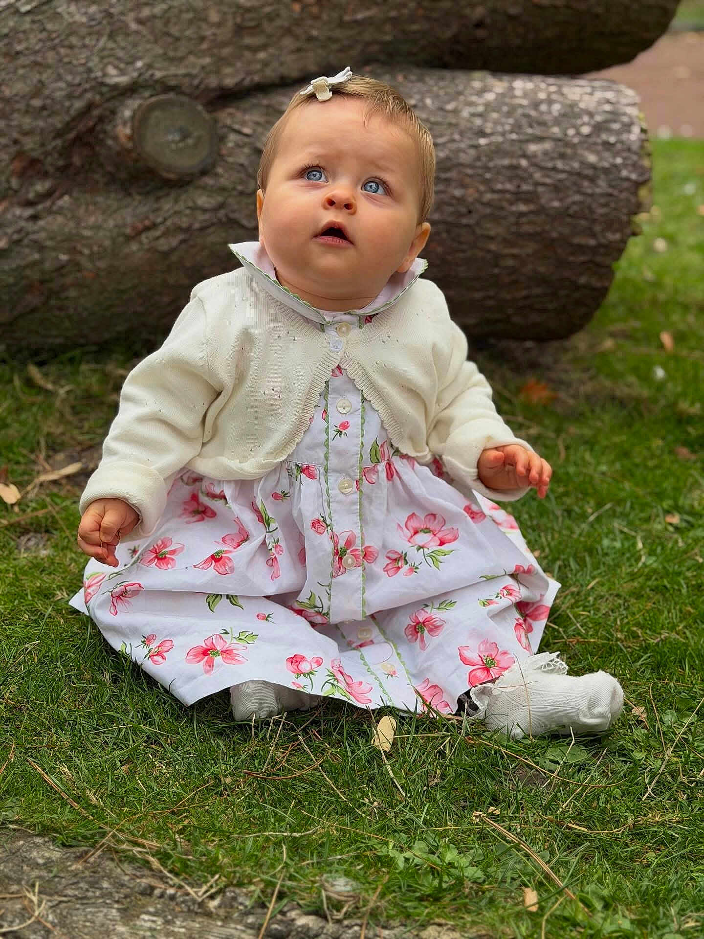 Rachel participe au concours pour gagner de l'argent avec cette photo : baby, child, girl, blue_eyes, flower_dress, white_cardigan, grass, tree_trunk, outdoor, nature, sitting, cute, curious, portrait, young_child, innocence, soft_lighting, fall, sock, headband