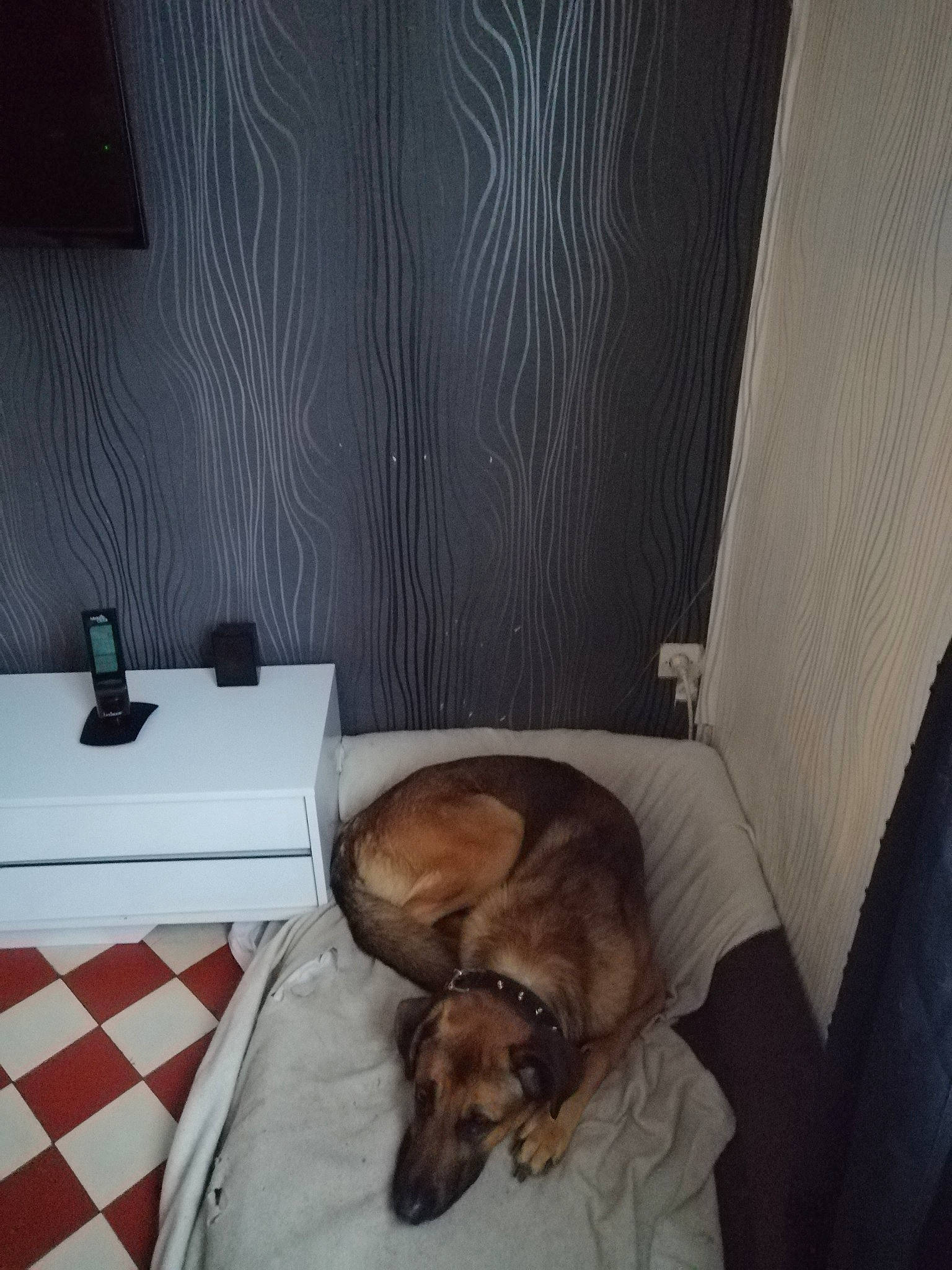 Marley participe au concours pour gagner de l'argent avec cette photo : bed, canidae, carnivore, comfort, companion_dog, dog, dog_breed, fawn, floor, flooring, furniture, home, house, interior_design, rhodesian_ridgeback, room