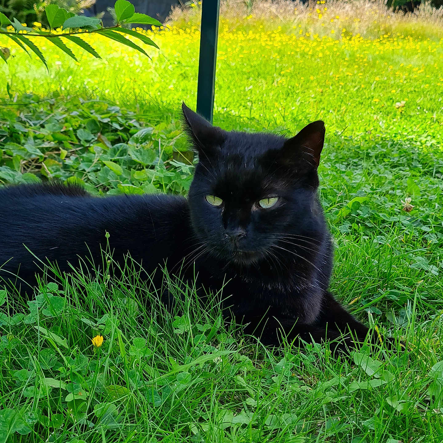 Stich participe au concours pour gagner de l'argent avec cette photo : abyssinian, animal, backyard, blackcat, cat, countryside, field, flower, grass, grassland, herbs, lawn, manx, meadow, nature, outdoors, pet, plant, rural, yard