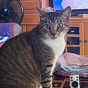 Frankie is registered to the contest to win money with this photo: cat, tabby, indoor, pet, furniture, remote_control, fan, tv, pet_bed, wooden_cabinet, blanket, carpet, whiskers, eyes, fur, home, living_room, cozy, animal, sitting