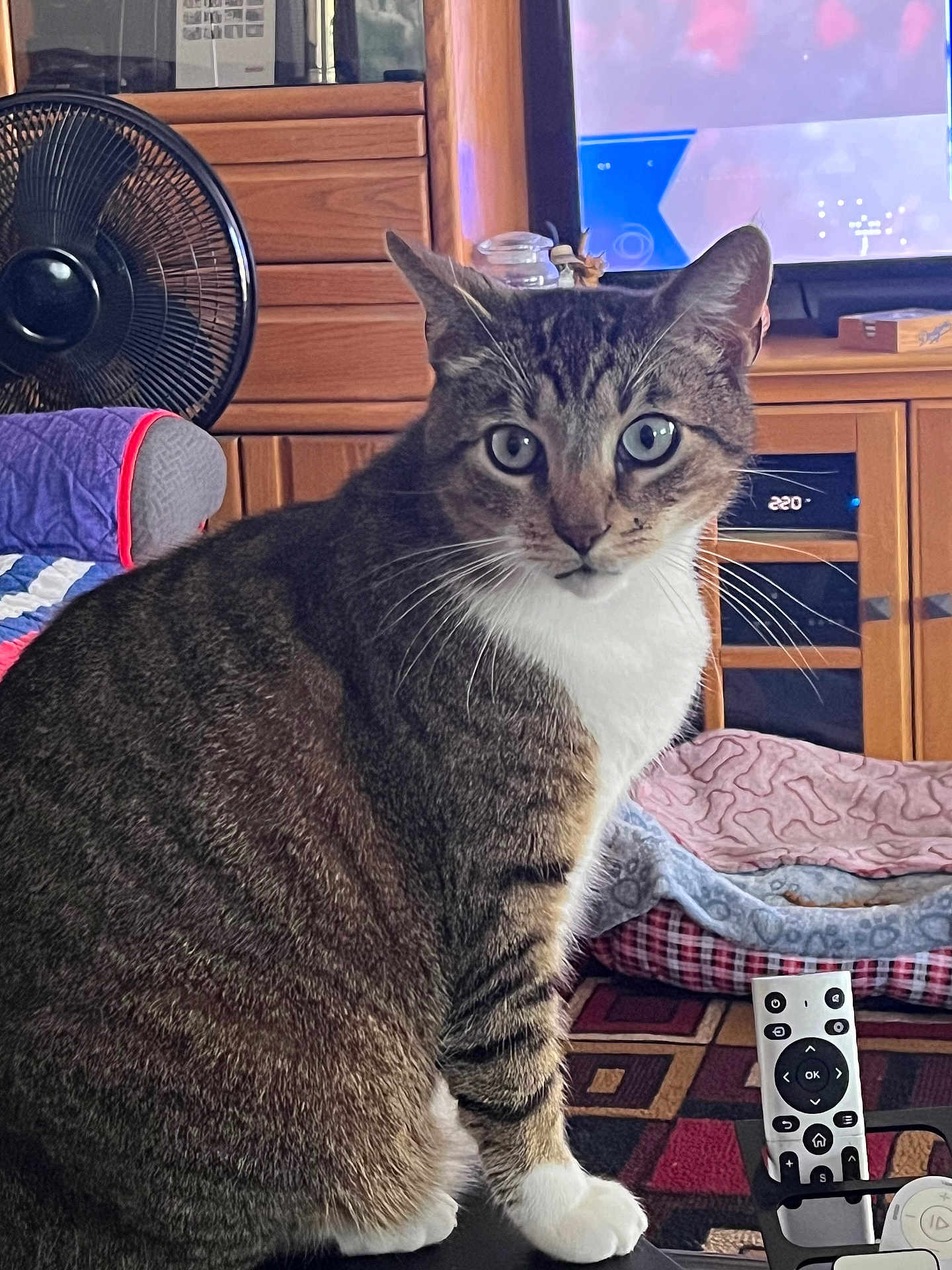 Frankie is registered to the contest to win money with this photo: cat, tabby, indoor, pet, furniture, remote_control, fan, tv, pet_bed, wooden_cabinet, blanket, carpet, whiskers, eyes, fur, home, living_room, cozy, animal, sitting