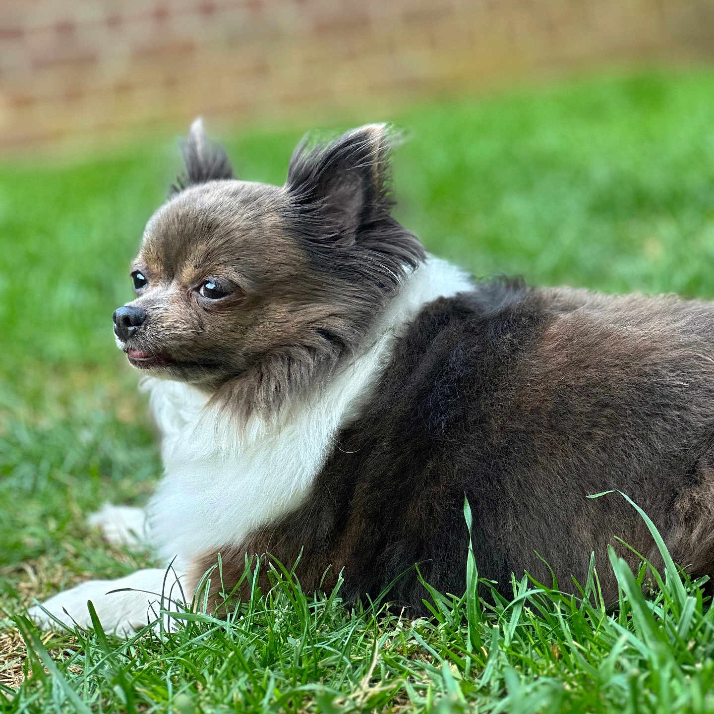 Neige participe au concours pour gagner de l'argent avec cette photo : animal, background_blur, brown_fur, canine, close_up, cute, dog, ears_up, fluffy, grass, lying_down, nature, outdoor, paw, pet, portrait, relaxed, small_dog, snout, white_fur