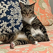 Dusty joined the competition — help win amazing prizes! cat, tabby, pet, indoor, feline, relaxed, seashell_pattern, quilt, pillow, coral_color, white_paws, white_chest, striped, ears_up, alert, curious, sitting, couch, home, cozy