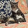 alert, cat, coral_color, couch, cozy, curious, ears_up, feline, home, indoor, pet, pillow, quilt, relaxed, seashell_pattern, sitting, striped, tabby, white_chest, white_paws