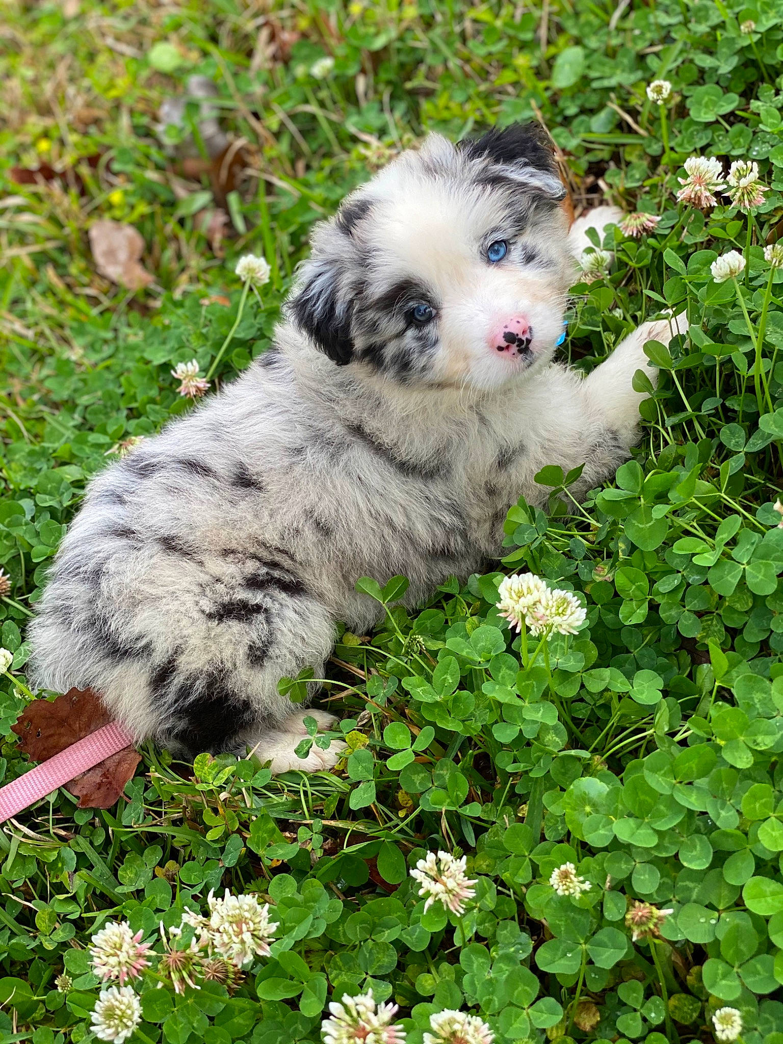 Finn is registered to the contest to win money with this photo: annual_plant, botany, canidae, carnivore, cat, companion_dog, dog, dog_breed, fawn, felidae, flower, fur, garden, grass, groundcover, leaf, plant, sporting_group, toy_dog, whiskers
