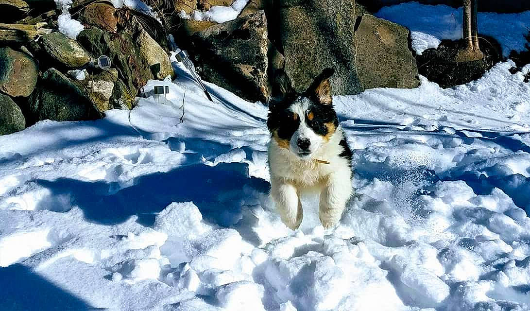 Kiss participe au concours pour gagner de l'argent avec cette photo : canidae, carnivore, dog, dog_breed, fox_terrier, freezing, mammal, rat_terrier, snow, sporting_group, winter