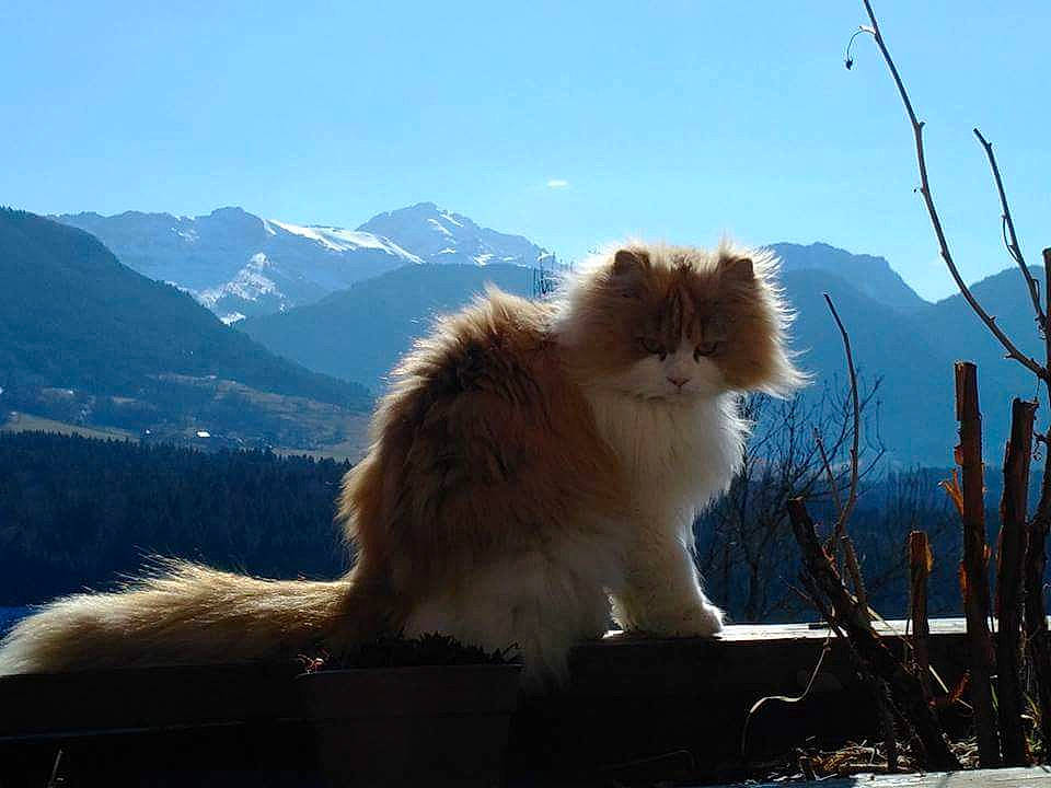 Gaïa a rejoint le concours — aidez-le/la à gagner de superbes lots ! british_longhair, british_semi_longhair, carnivore, cat, domestic_long_haired_cat, felidae, fur, mammal, norwegian_forest_cat, persian, ragamuffin, sky, small_to_medium_sized_cats, turkish_van, whiskers