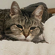 Buddy is registered to the contest to win money with this photo: animal, blanket, cat, closeup, comfort, cozy, cute, domestic, ears, face, feline, fur, indoor, pet, relaxation, resting, sleepy, soft, tabby, whiskers