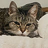 animal, blanket, cat, closeup, comfort, cozy, cute, domestic, ears, face, feline, fur, indoor, pet, relaxation, resting, sleepy, soft, tabby, whiskers