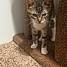 Beans is registered to the contest to win money with this photo: cat, kitten, tabby, striped_fur, white_paws, animal, pet, feline, portrait, standing, cat_tree, carpet, indoors, home, brown, gray, golden_eyes, whiskers, alert, cute