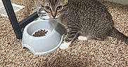 Beans is registered to the contest to win money with this photo: cat, kitten, tabby, animal, pet, feline, portrait, indoor, carpet, food_bowl, water_bowl, cat_food, drinking_glass, mirror, home, floor, sitting, alert, whiskers, striped_fur