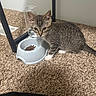 cat, kitten, tabby, animal, pet, feline, portrait, indoor, carpet, food_bowl, water_bowl, cat_food, drinking_glass, mirror, home, floor, sitting, alert, whiskers, striped_fur