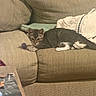 kitten, cat, tabby, white_paws, animal, pet, couch, sofa, pillows, blanket, indoor, home, living_room, lounging, sitting, toy, purple_toy, remote_control, cozy, portrait