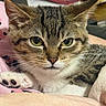 Beans is registered to the contest to win money with this photo: cat, tabby_cat, pet, animal, close_up, portrait, face, eyes, whiskers, ears, fur, striped_fur, green_eyes, sleepy, cozy, blanket, bedding, indoors, relaxed, cute