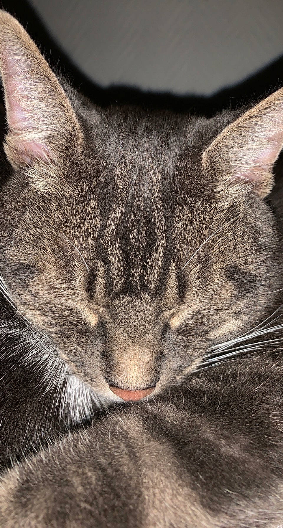 Atchoum a rejoint le concours — aidez-le/la à gagner de superbes lots ! carnivore, cat, claw, domestic_short_haired_cat, felidae, fur, grey, nap, paw, sand, sky, sleep, small_to_medium_sized_cats, snout, terrestrial_animal, tree, whiskers, wildlife