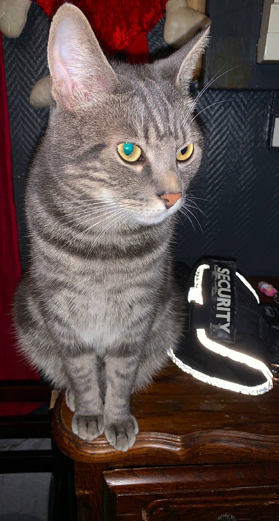 Atchoum a rejoint le concours — aidez-le/la à gagner de superbes lots ! carnivore, cat, cat_furniture, cat_supply, cat_toy, domestic_short_haired_cat, felidae, fur, grey, hardwood, paw, photo_caption, remote_control, sitting, small_to_medium_sized_cats, snout, tail, whiskers, window, wood